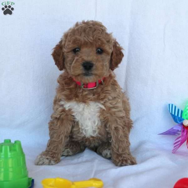 Cynthia, Mini Goldendoodle Puppy